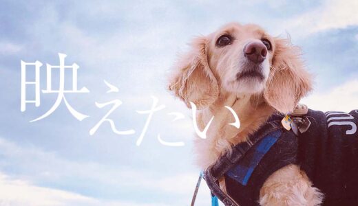 超映える！愛犬のかわいさマシマシiphone撮影4つの基本！