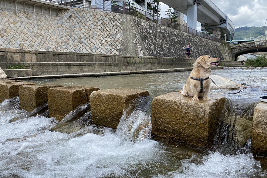 river-dog